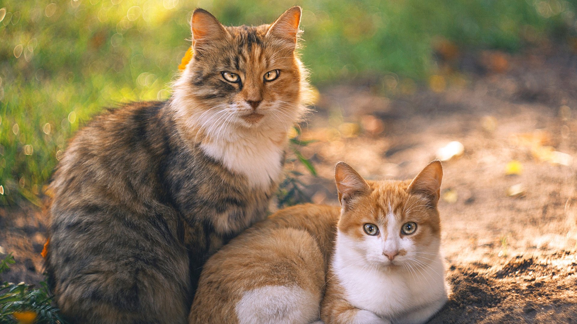 开云体育平台-俱乐部缺乏复合型足球管理人才，俱乐部缺乏复合型足球管理人才的例子