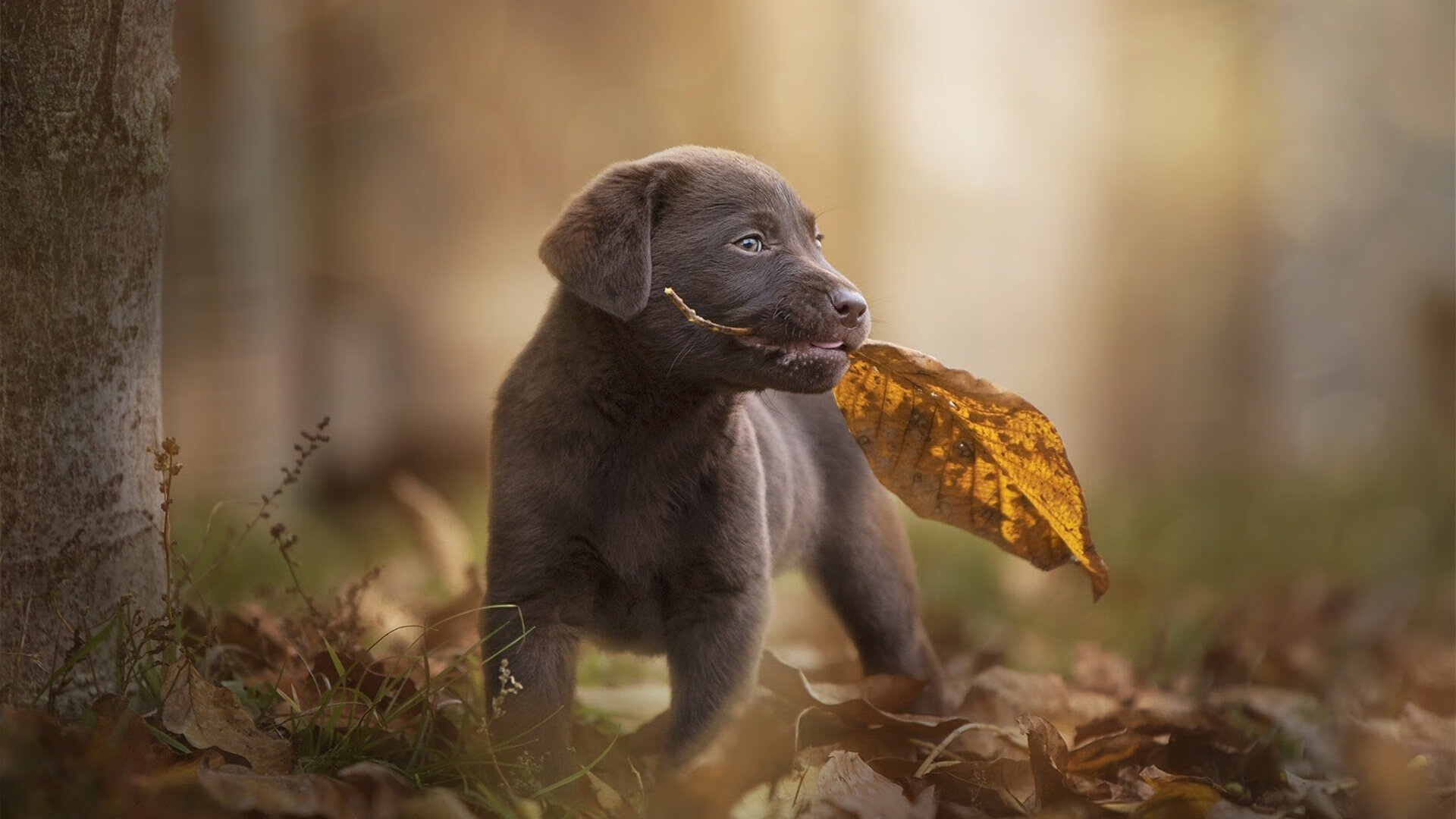 开云体育入口-奥运场馆绿色改造升级推进可持续发展，奥运村绿色建筑