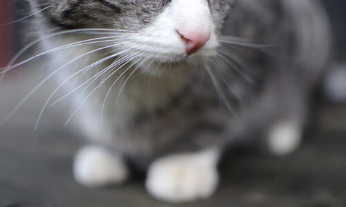 开云体育官网上-足球数据人才短缺制约决策效率