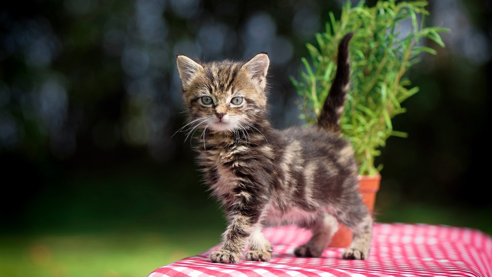 开云体育娱乐-主场作战再次获胜球队士气高涨目标直指更高联赛排名，主场什么