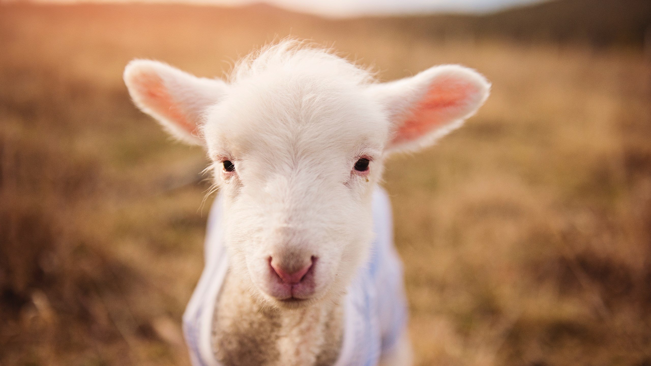 开云体育-全国足球裁判员培训班圆满结束，执法水平提升，足球裁判培训多少钱