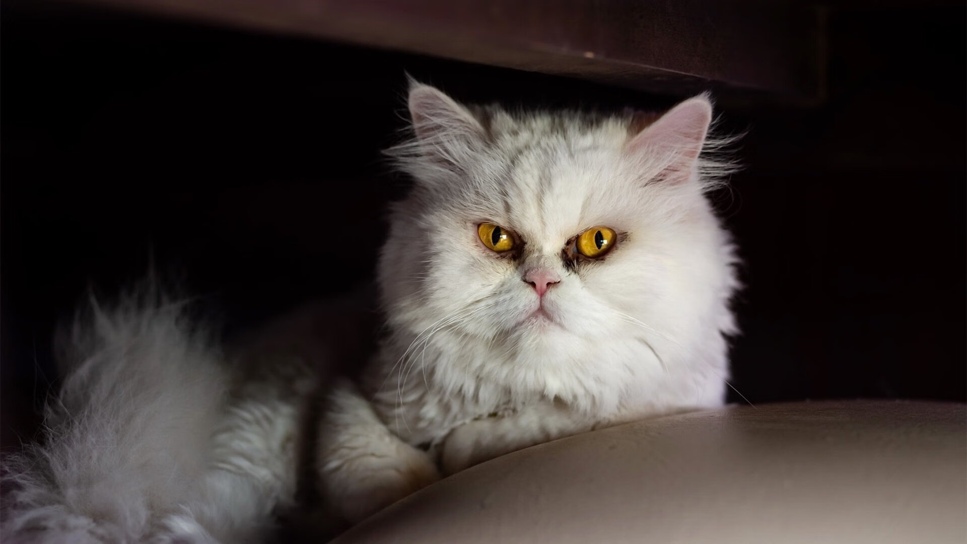 开云体育官网上-利物浦遭遇冷门欧洲超级杯，利物浦欧冠捧杯