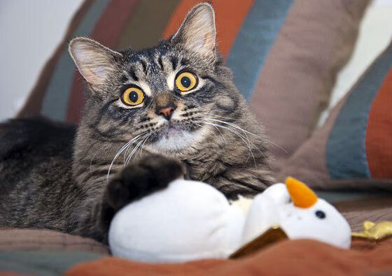 开云体育app在线-埃及男篮在非洲锦标赛中继续领跑，名副其实的非洲劲旅