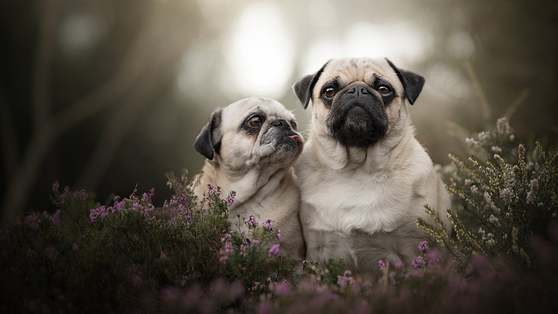 开云体育app入口-女子4×200米自由泳接力美国队表现亮眼，女子4×100米自由泳接力决赛