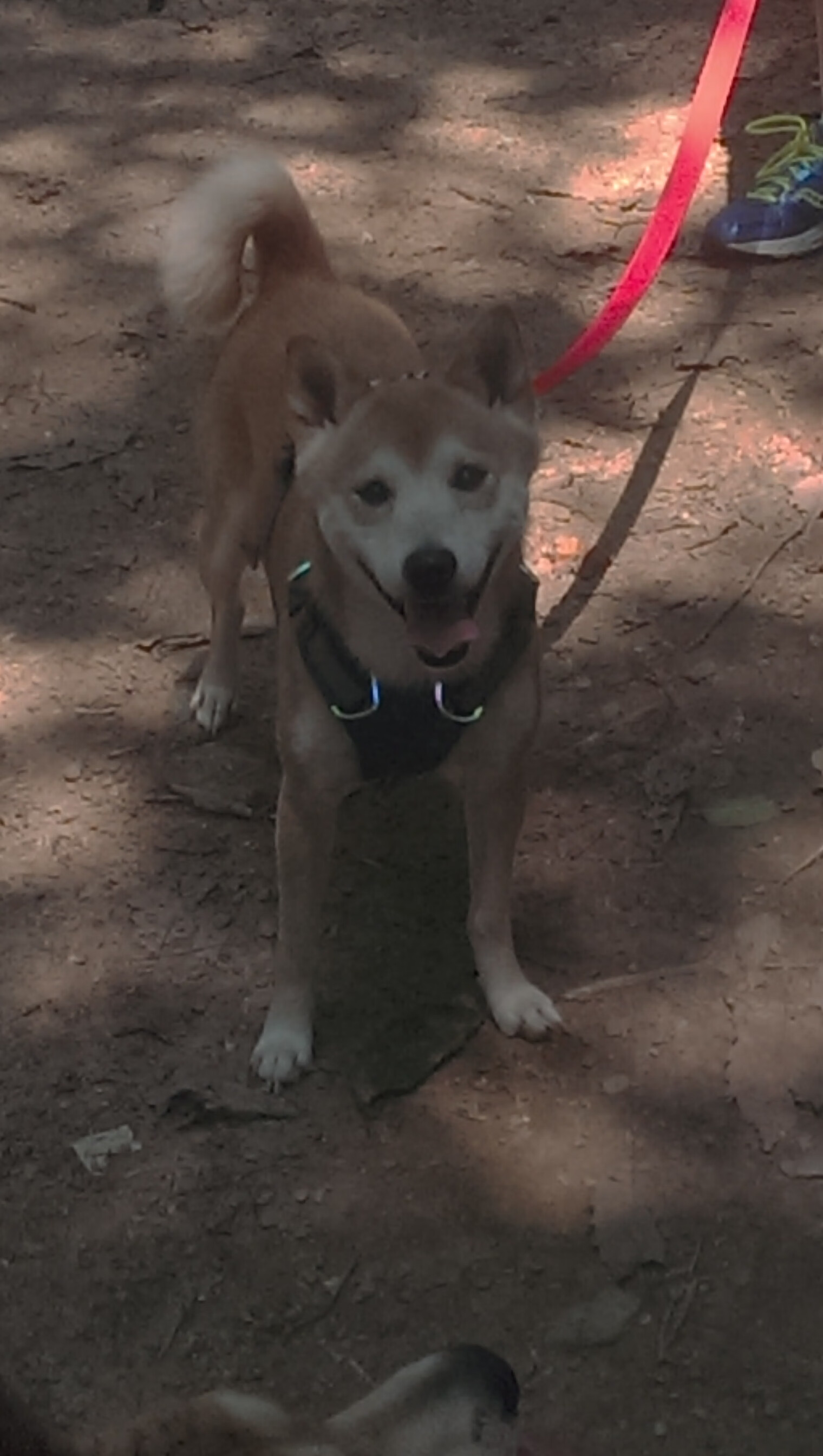 希腊男篮在欧洲锦标赛中继续领先,领跑冠军争夺战,希腊男篮什么水平