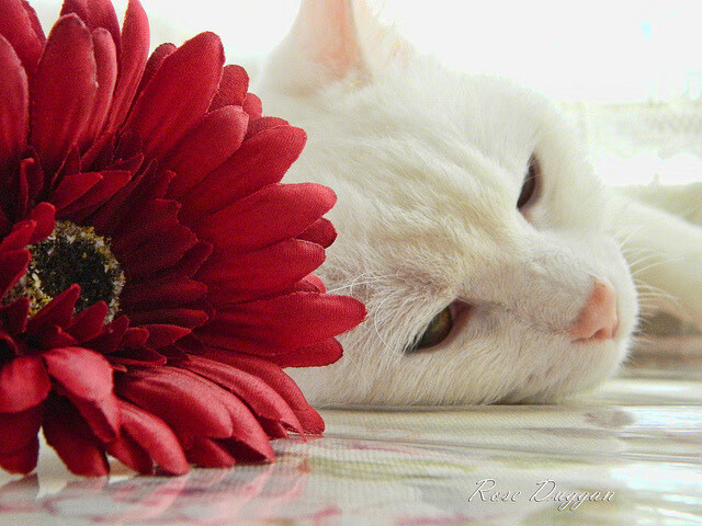 开云体育在线官网-意甲俱乐部财务透明新规，意甲俱乐部身价