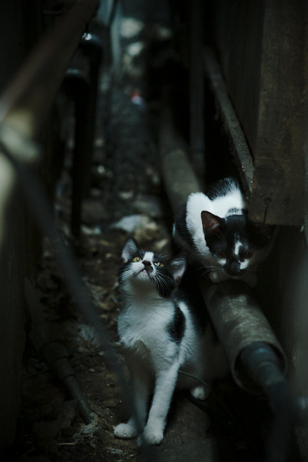 开云体育下载-篮球暑期训练营设立专项技战术课程,专业篮球队训练内容