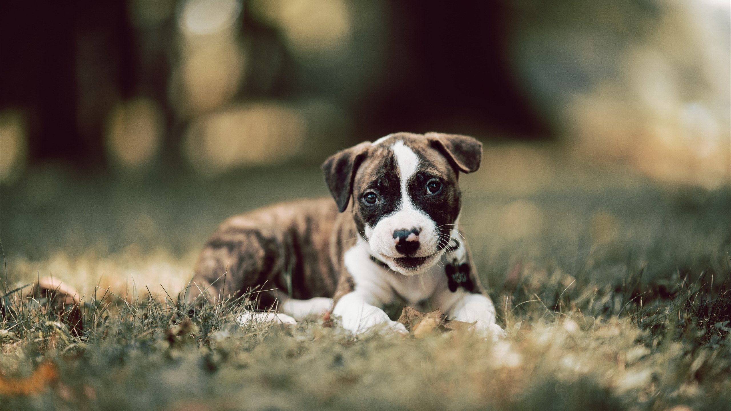 kaiyun网址-赫梅列夫斯基200蝶表现稳定有力